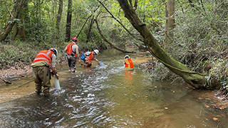 Image of a field crew searcing for mussels in Brushy Creek.