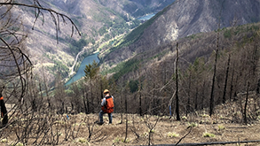 Image of the aftermath of the Riverside and Beachie Creek fires. THe foresground shows a man wearing protective gear standing among a burned out grove of trees that overlook a river.