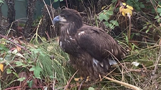 Image of an injured eagle on the ground. It has brown feathers with flecks of white, and a dark beak.