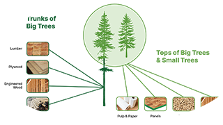 Image showing two trees with breakdowns of how we use every component of the trees through production.