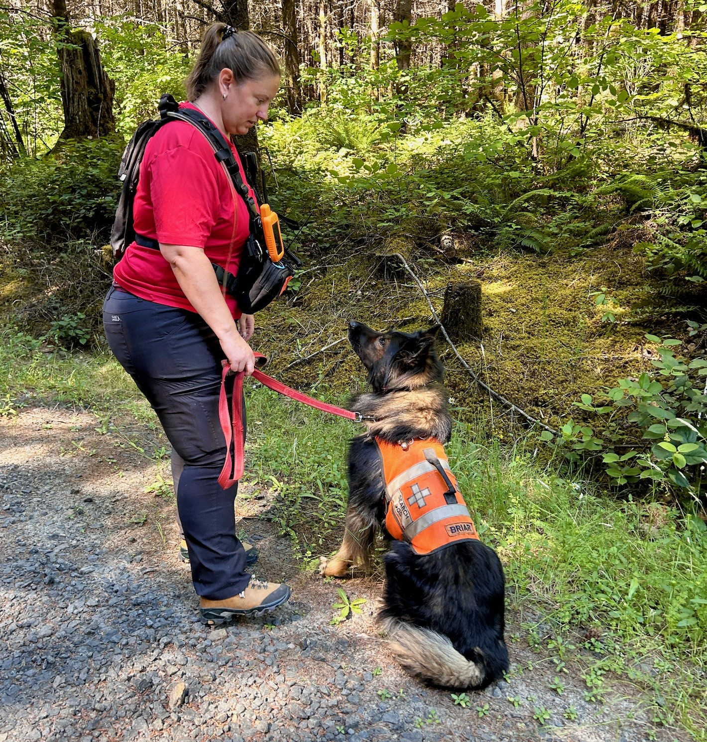 Image of a handler and a K9 trainee. The handler, Sarah Zumwalt, is wearing a red short-sleeve shirt and haness, and black pants with hiking boots. She is holding the K9, Briar, by a red leash and the dog is wearing an orange safety harness as it sits.