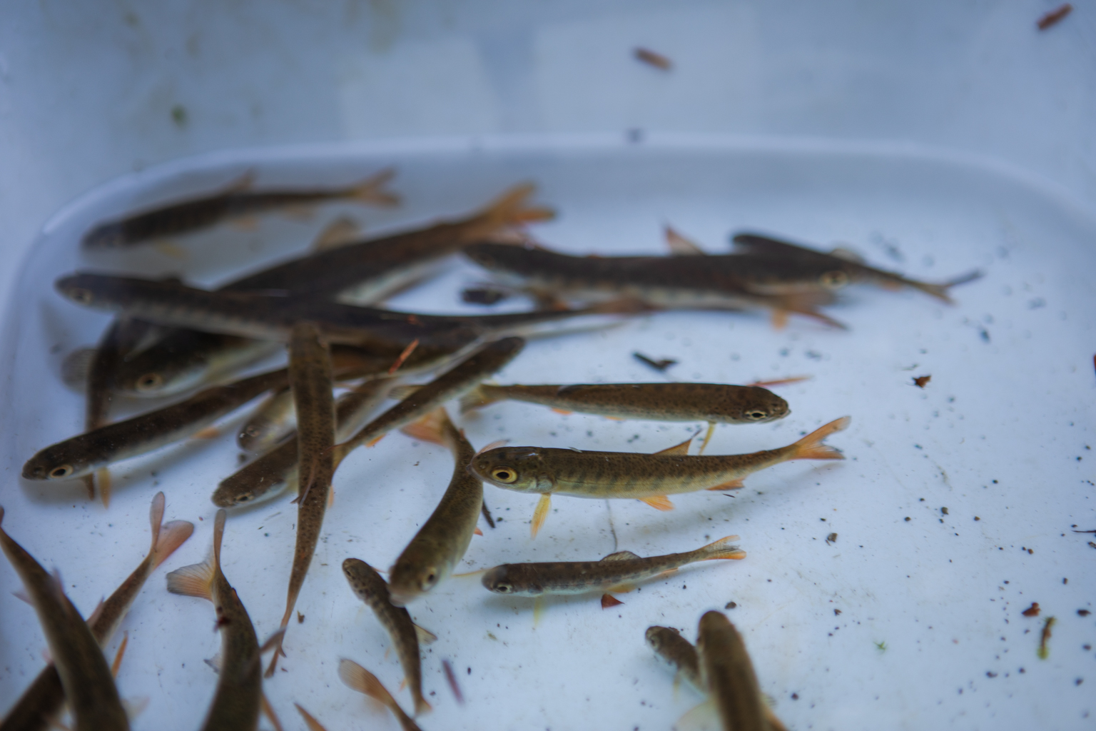 Image of numerous fish in a bucket that are preparing to be measured and counted for research. The fish are all small and the bucket holds enough water to cover them. 