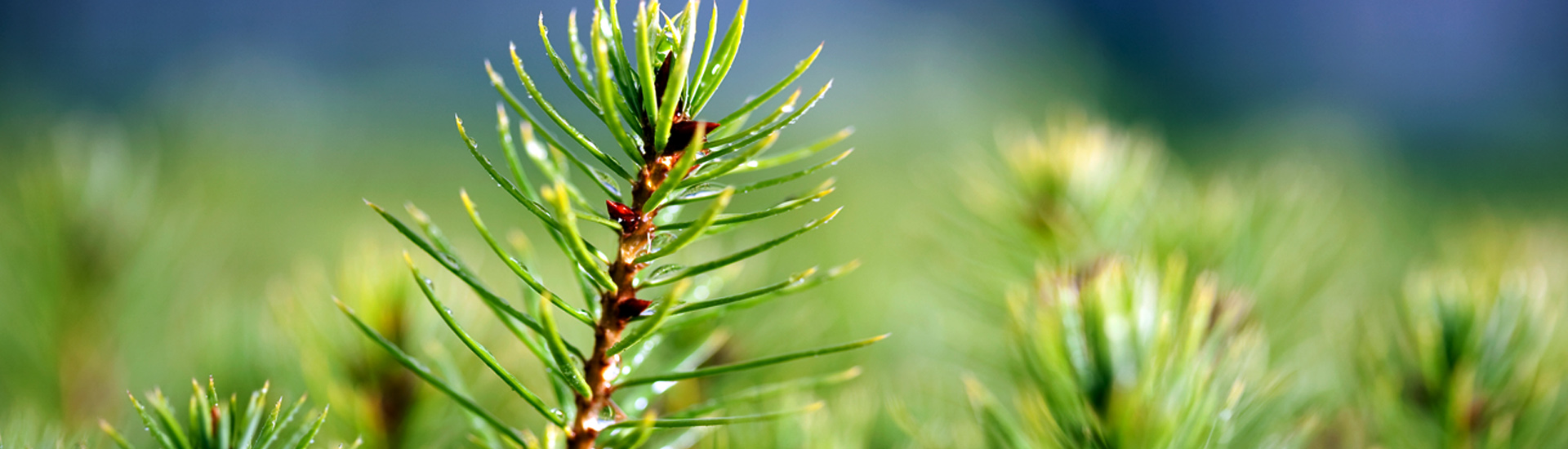 Western Seedlings | Weyerhaeuser