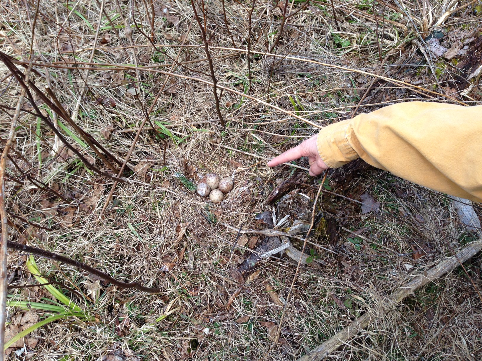 Image of a woodcock nest on the forest floor. The nest is full of eggs and is being pointed out by a volunteer. 