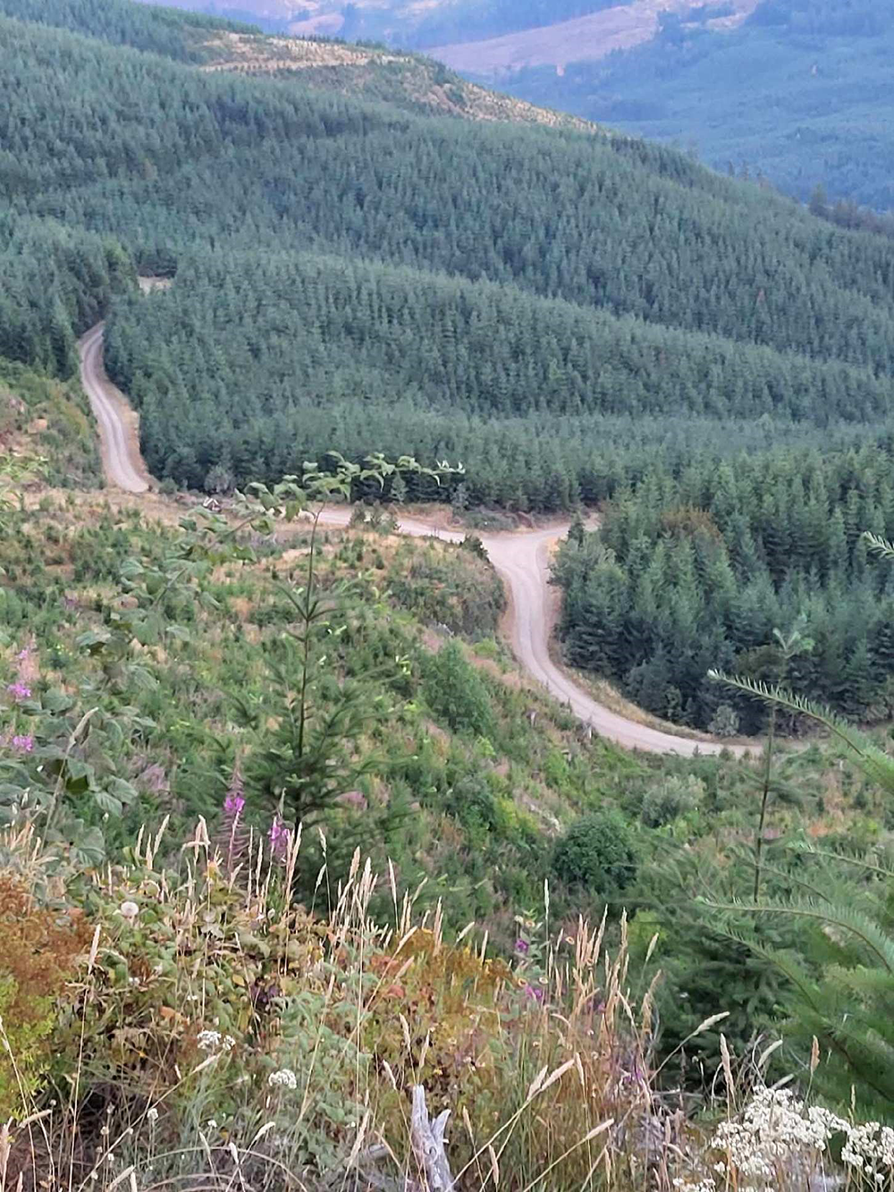 An image of beaituful scenery that Wanika gets to enjoy during her drives. Trees grow along a hillside, as a roadway snake into and out of view. A valley apears in the distance.