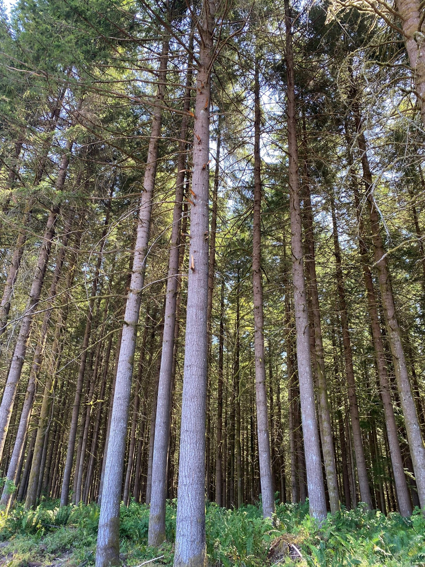 Image of trees on our Vail tree farm, where some forests have been harvested, replanted and grown again three times under our ownership.