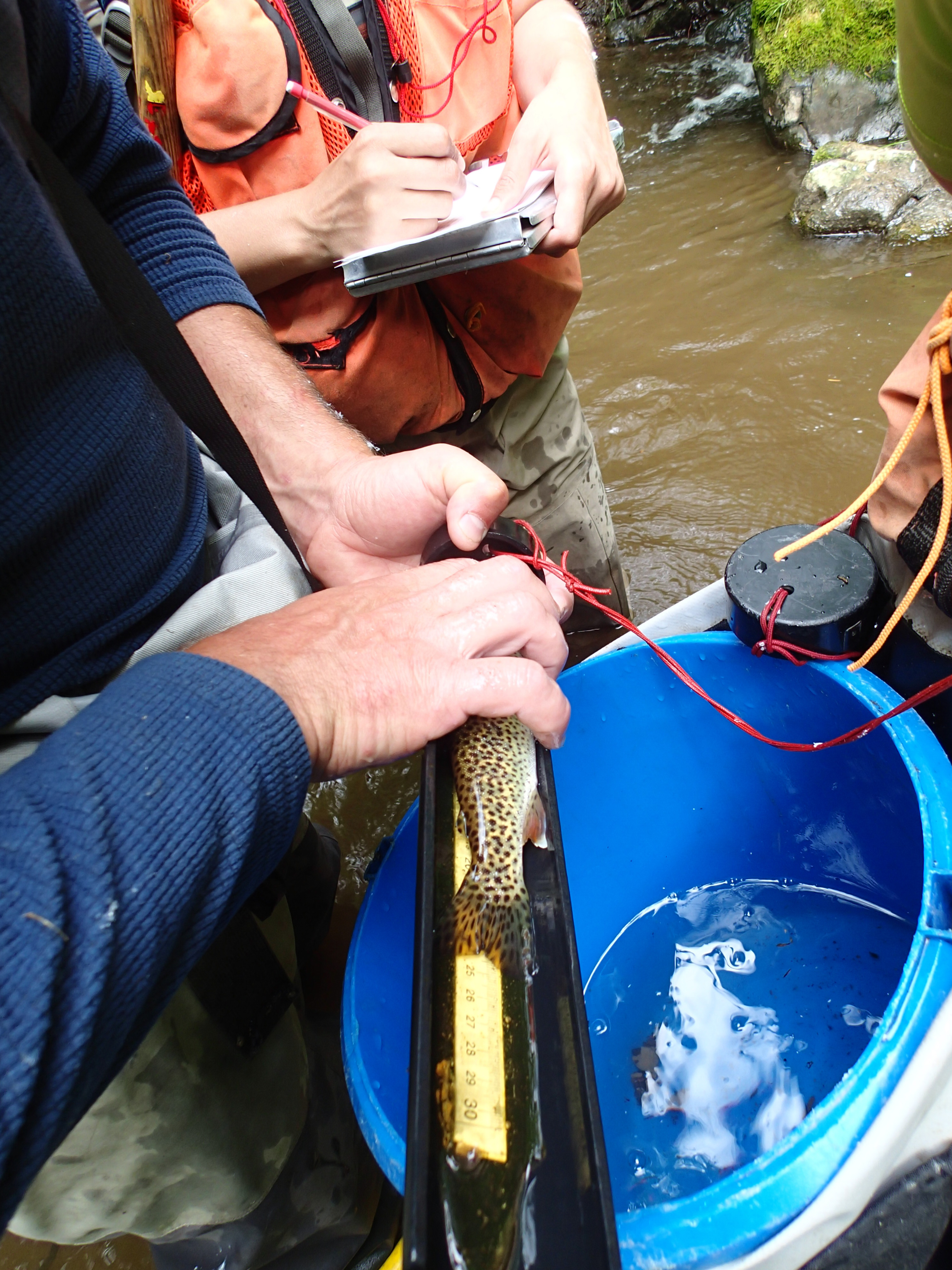 Image showing three team mbers measuring a cutthroat trout. One team member holds the fish against a ruler. A second records the data. A blue bucket with water in it is below the ruler.