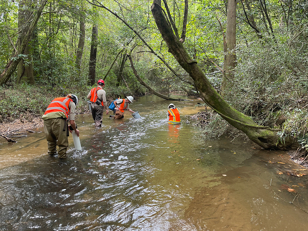 Image of members of the U.S. Fish and Wildlife Service and the Alabama Department of Conservation and Natural Resources as they search Bushy Creek for pearlshell mussels. Four people are standing in the creek and are wearing hip waders and orange safety vests, as well as hardhats. They are all leaning close to the water's edge to try to find the mussels.