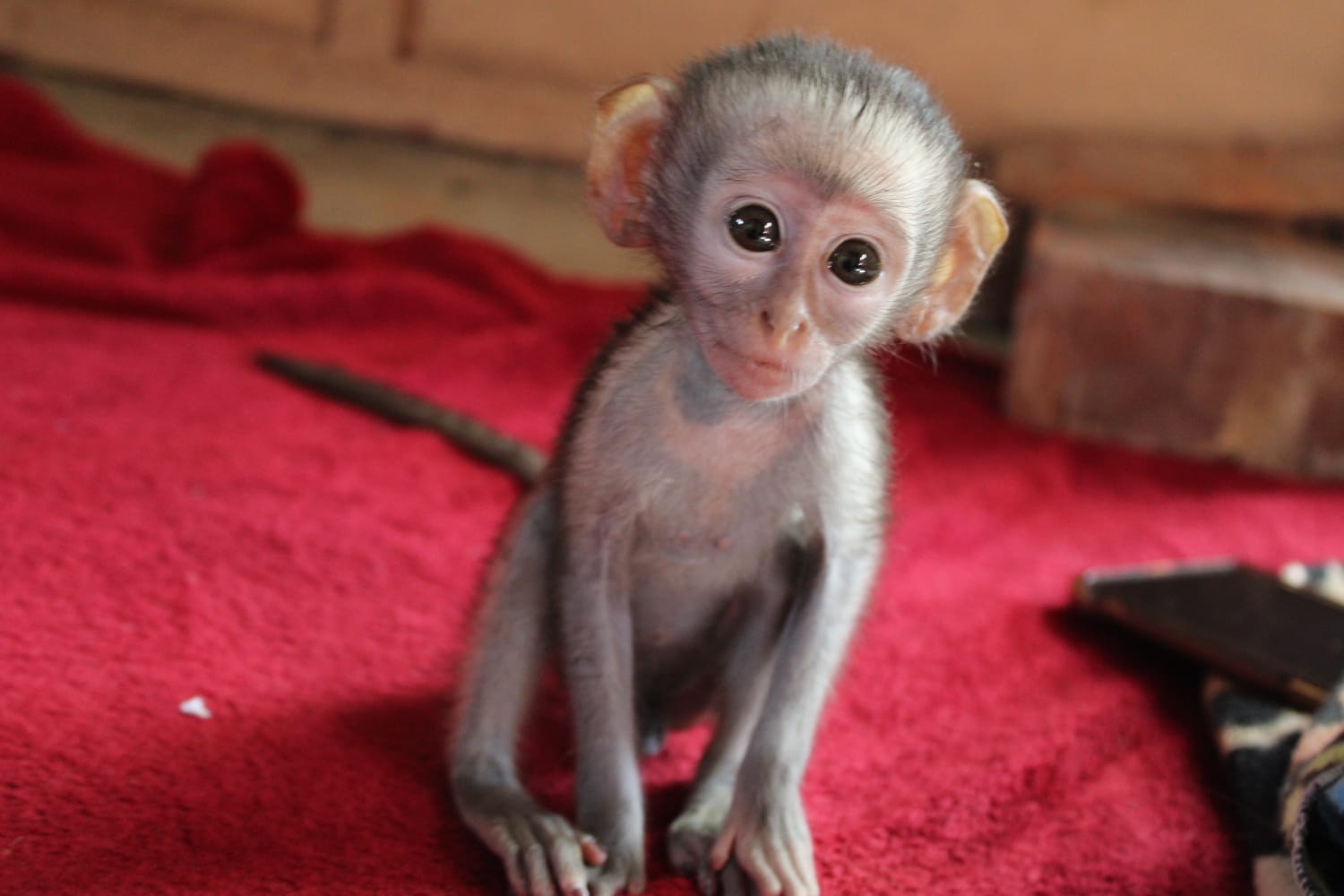 A baby vervet monkey sits on a red rug.