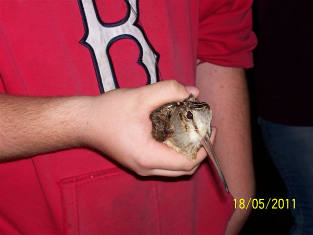 Image of a researcher holding a woodcock from the 2011 study.