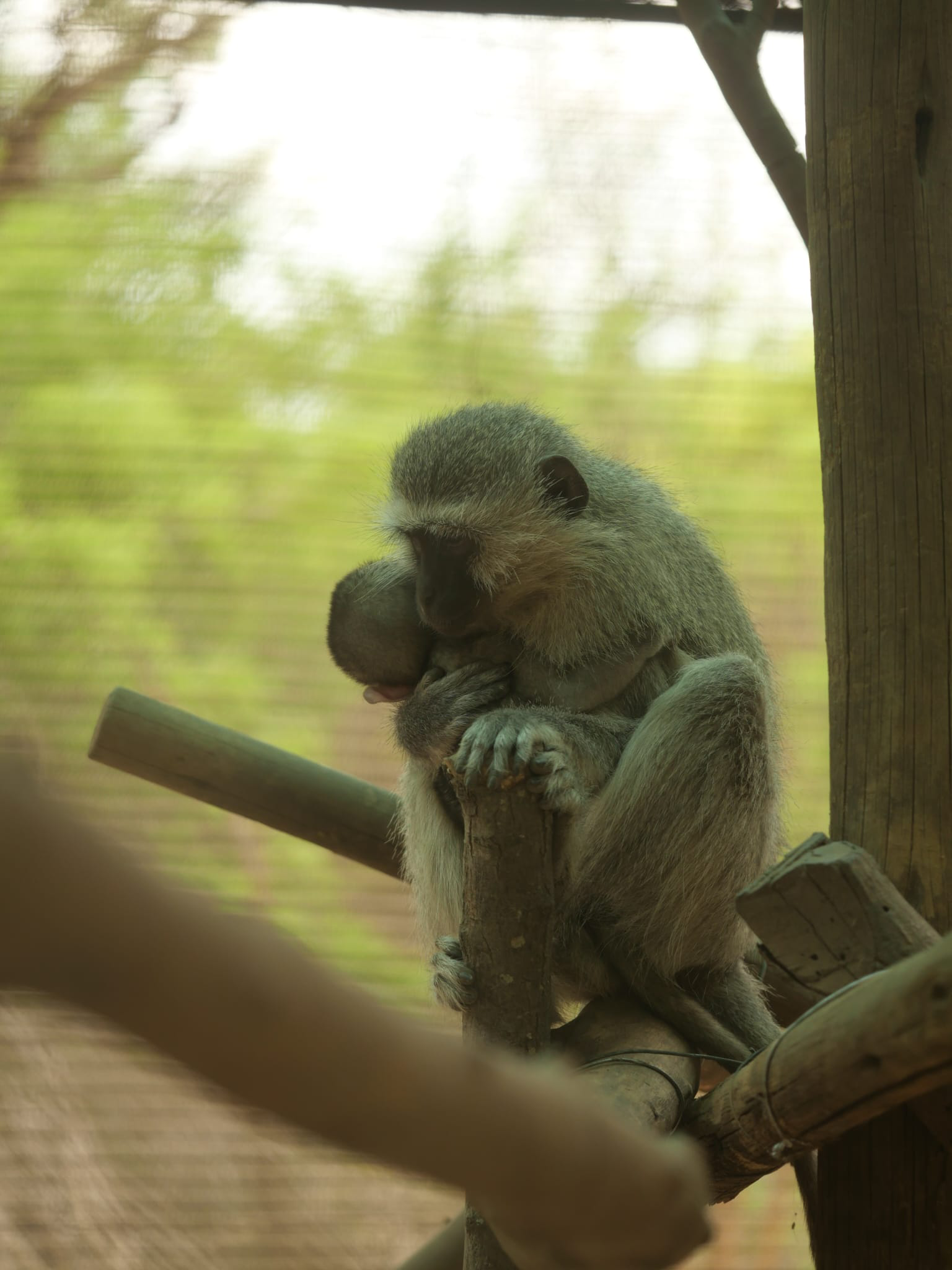 An adult vervet monkey snuggles an orphaned baby vervet. They are sitting in a tree.