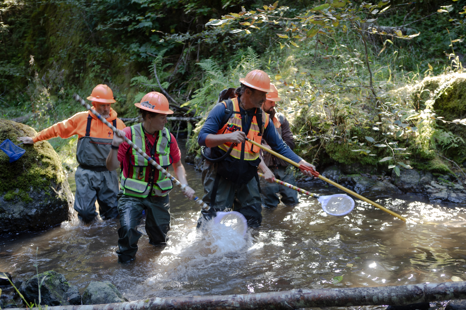 Image showing five people in a creek conducting a fish count. They are all wearing bright safety vest and orange hardhats, as well as hip waders. The water is knee-depth and several people are holding nets with long handles in order to catch the fish.