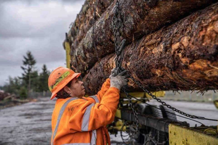 Image of Wanika tightening straps on a load of logs on her truck. 