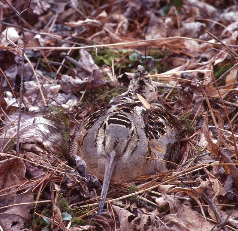 Image of an American Woodcock. This bird is found throughout our Timberlands from Maine to North Carolina and acros the U.S. South. The bird is varying shades of brown with a long beak that matches its body color closely.