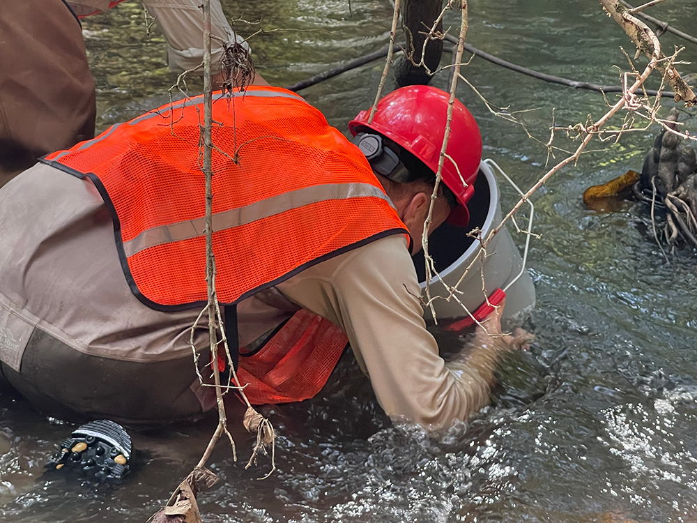 Image of Scott Lamont, who found the mussel, as he uses a viewing bucket to search for more pearlshell mussels. Scott is wearing an orange safety vest and hardhat, and is looking into a bucket that is held in the water. The bottom of the bucket is clear and allows a view of everything on the stream's bottom.