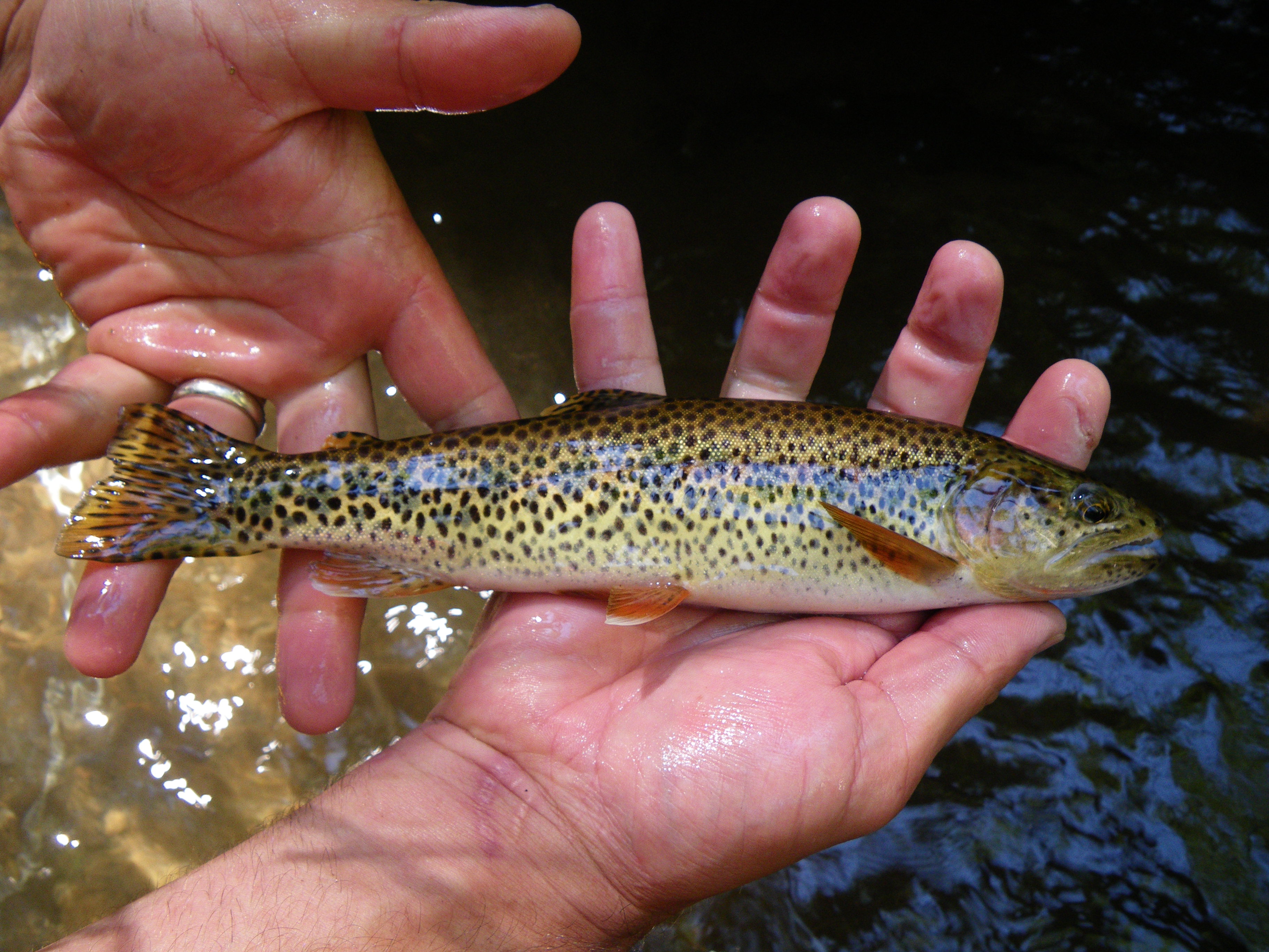 Image of a cutthroat trout being held in a team member's hand. The fish is approximately a foot long and has a light colored body at its belly, growing darker as it goes toward the top of the fish. It has dark spots over its entire body.